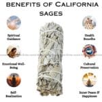 California Sage Pack Of 1 (Spiritual & Meditation)